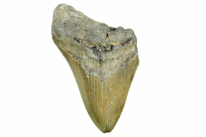 Partial, Fossil Megalodon Tooth - Serrated Blade #368079